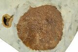 Wide Plate with Two Fossil Leaves (Two Species) - Montana #377892-3